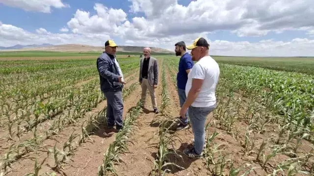 Tarlaya dron ile saldırı düzenlendi.