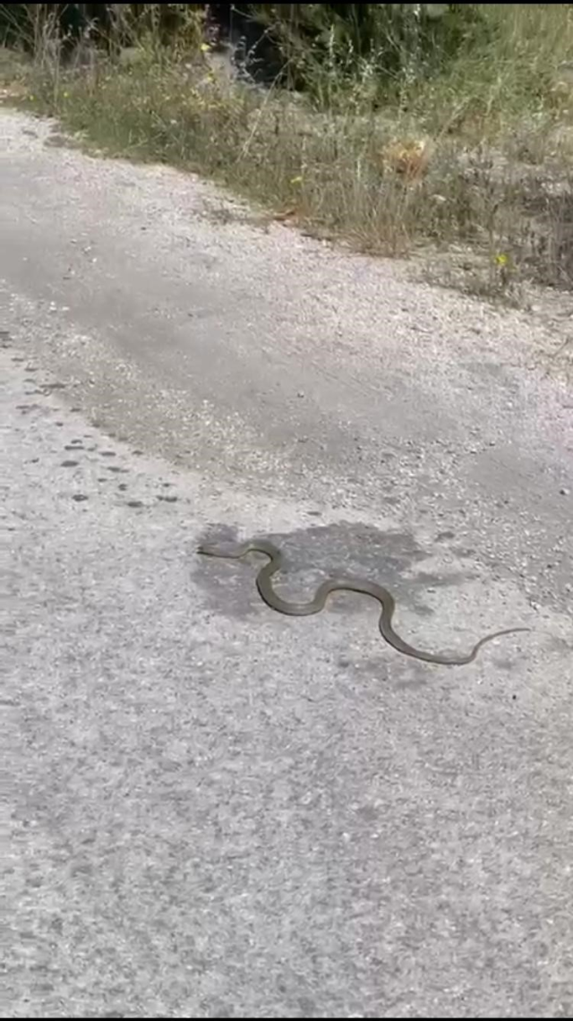 Ayakkabılıktan çıkan yılan paniğe neden oldu